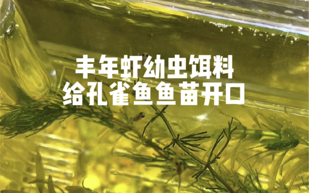 豐年蝦幼蟲餌料,給孔雀魚魚苗開口