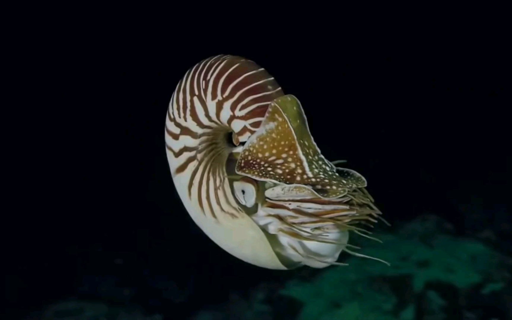 活动  中国南海有分布的珍珠鹦鹉螺