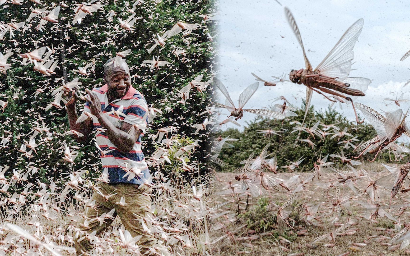 东非蝗灾卷土重来漫天蝗虫密密麻麻