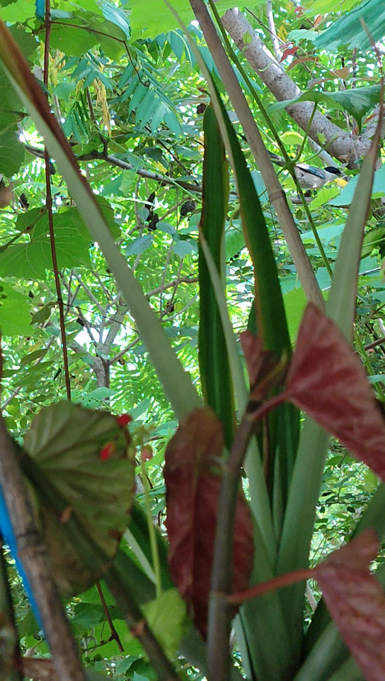 盛夏葡萄架下乘凉