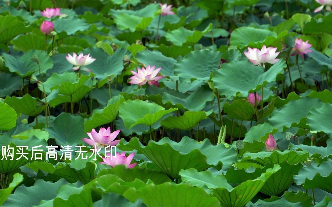 荷塘唯美荷花含苞待放花瓣水生植物莲花池塘4K超清视频素材哔哩哔哩bilibili