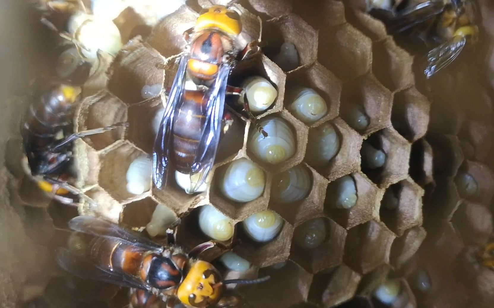 检查野化的胡蜂红娘蜂群,想不到一两天的冷空气影响蜂群很大