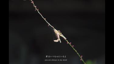 4K】haruka nakamura × evam eva「ゆくさき」Official Video_哔哩哔哩_