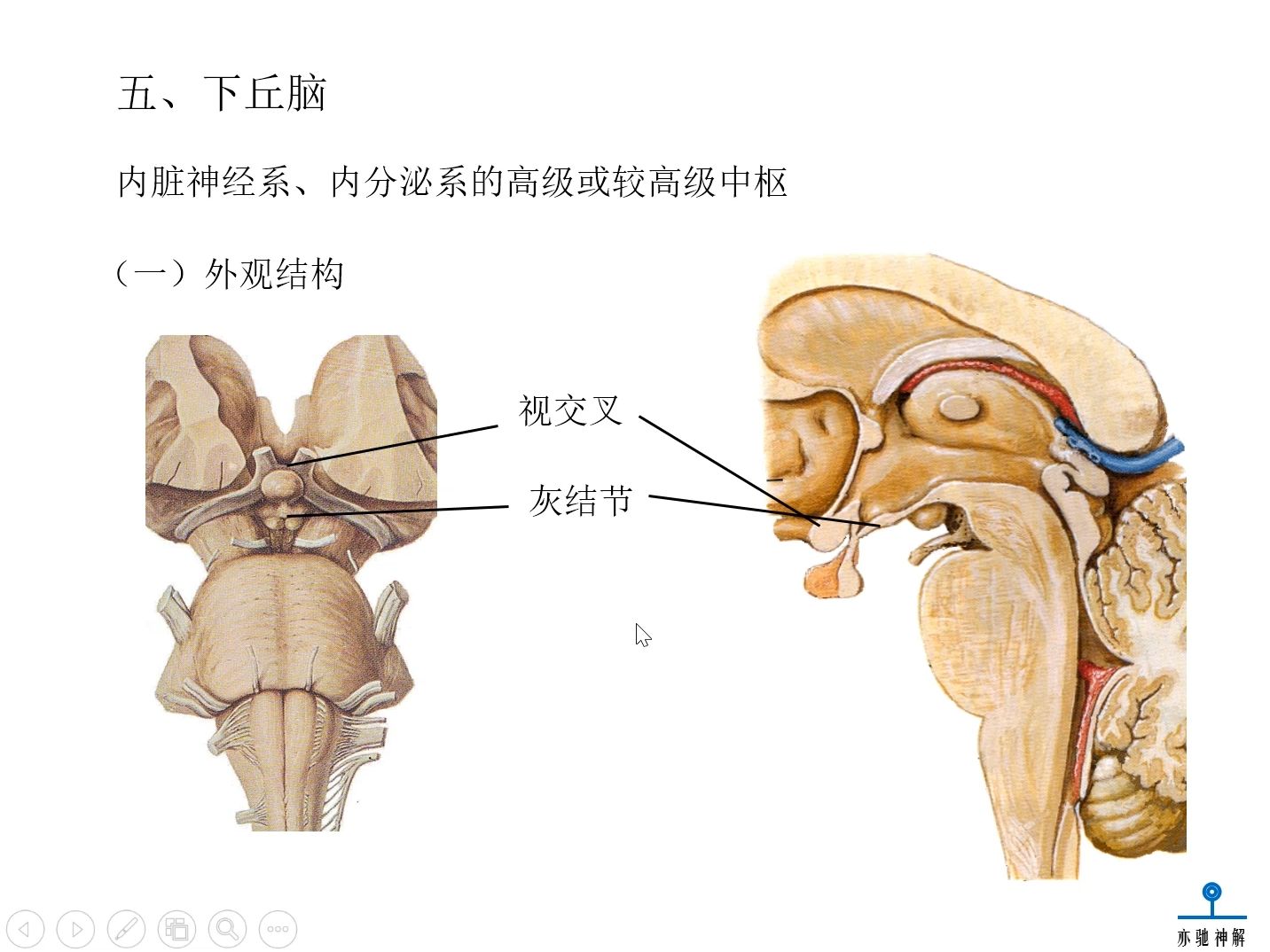 [图]神经解剖学：间脑3