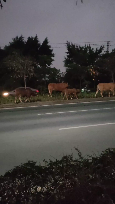 牛年笃定前行公路国道225国道