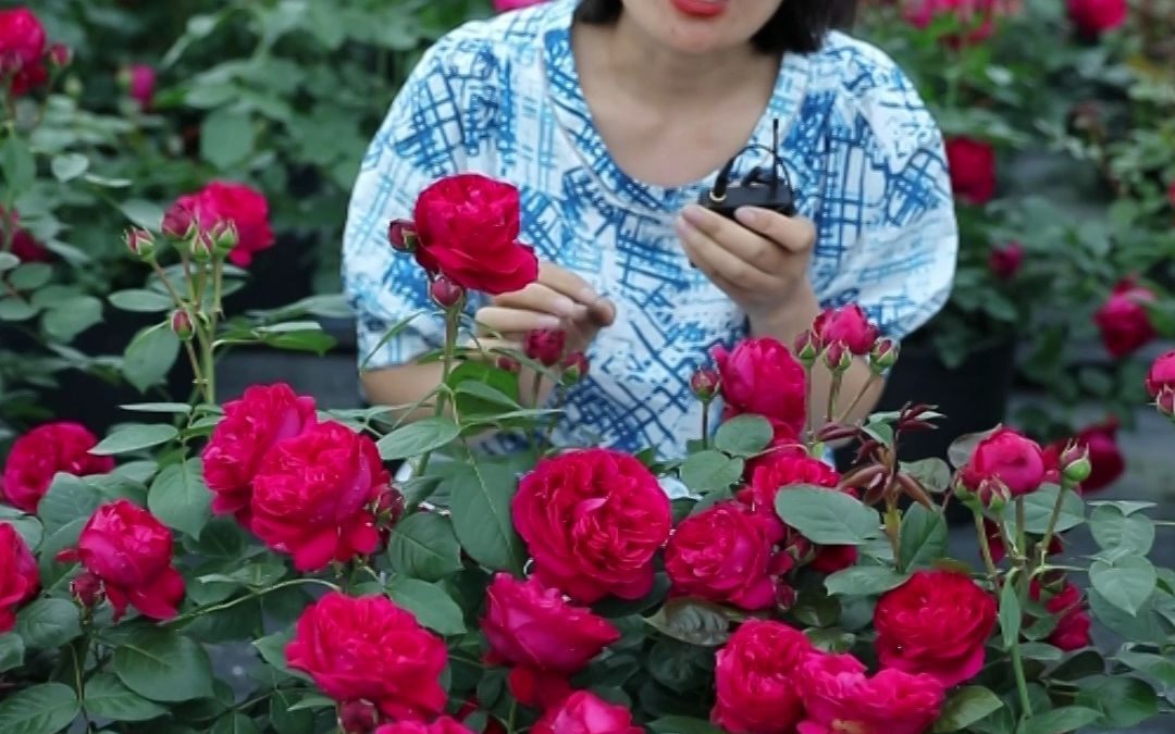 【惠惠的花园】花期长,生长速度快,颜色鲜艳的藤本月季红色龙沙宝石,耐热好打理,两广海南都能养哔哩哔哩bilibili