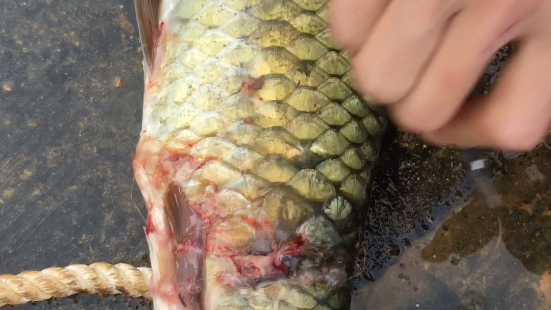 鱼死网破?军鱼:不存在的