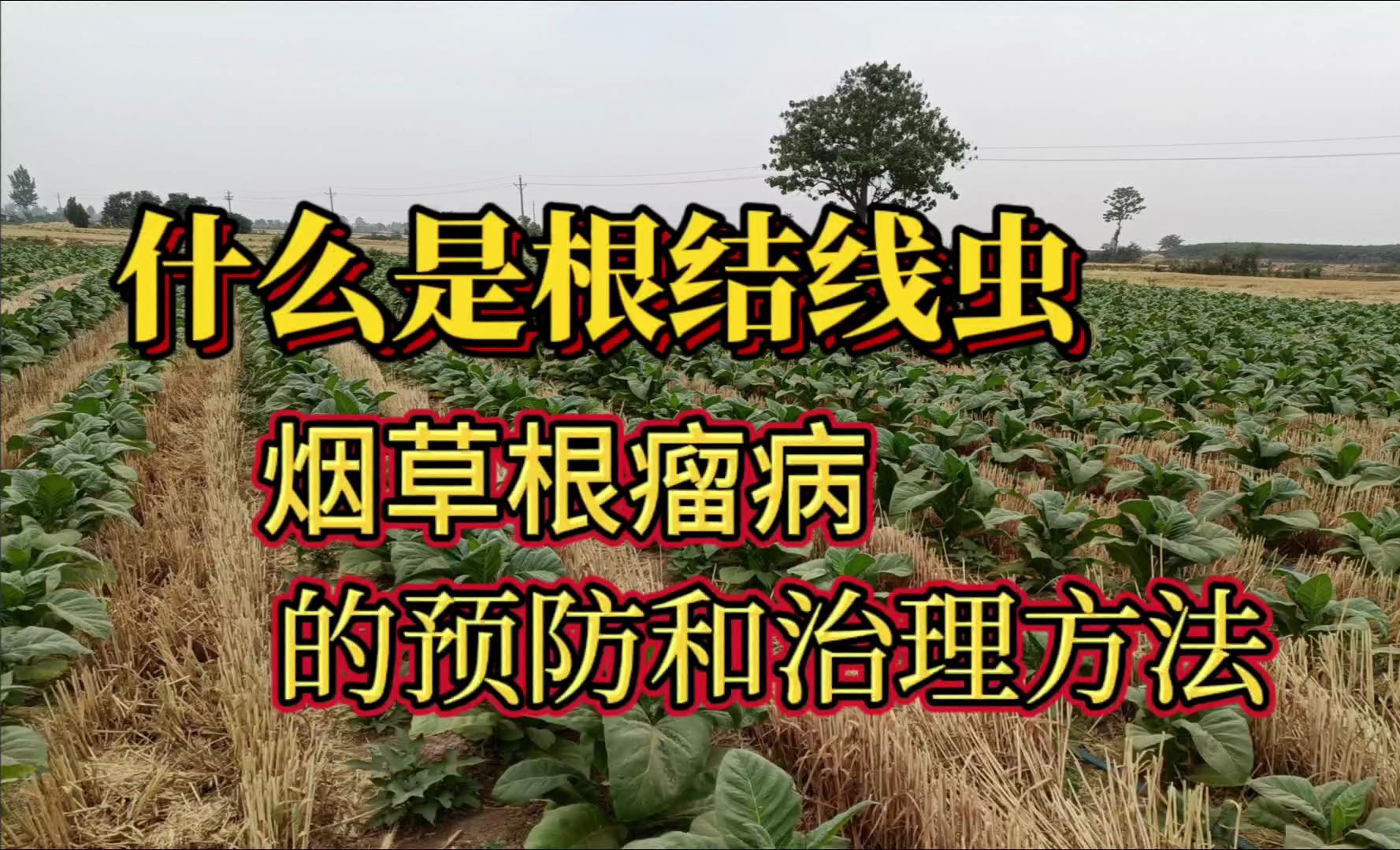 烟草病虫害的预防和治理方法,根结线虫造成的烟叶损失不容忽视哔哩哔哩bilibili