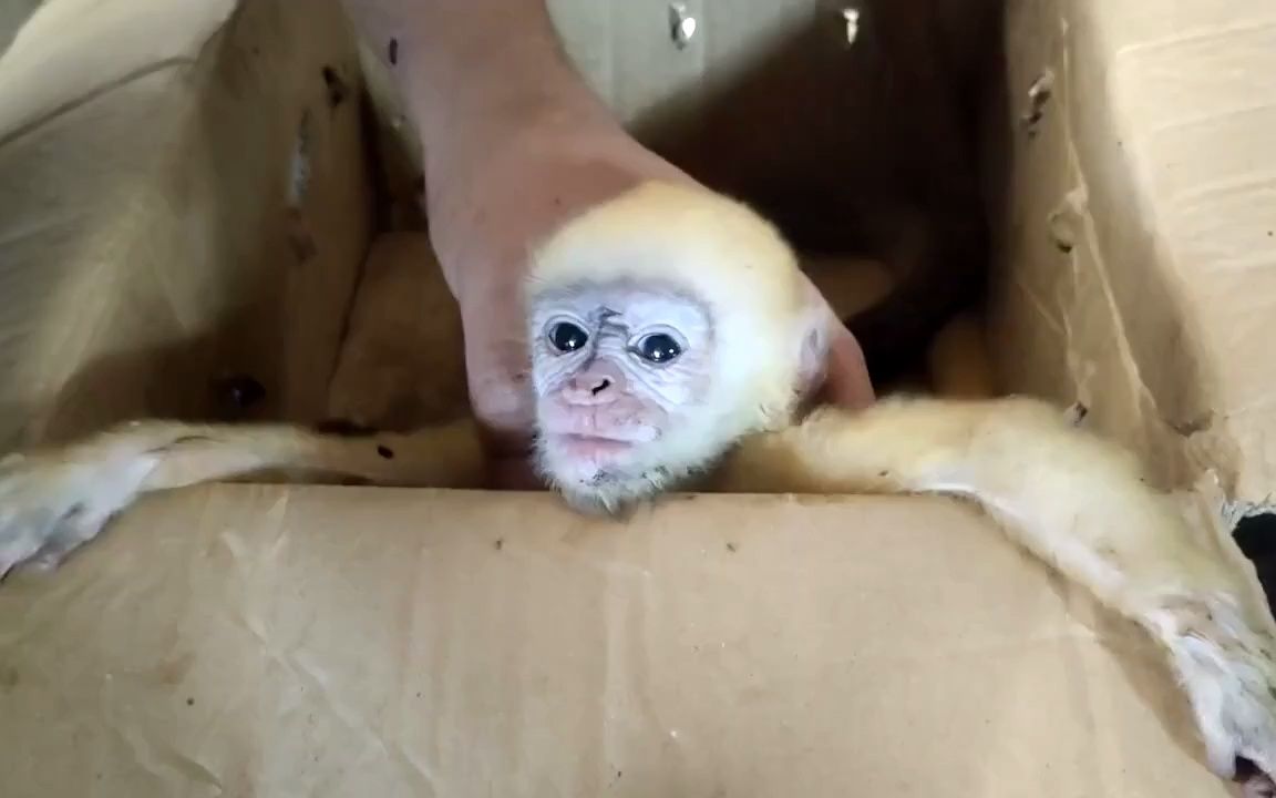 com  23秒有老外联系小猴一起买木头在多伦多住,猴哥和儿子给送到家