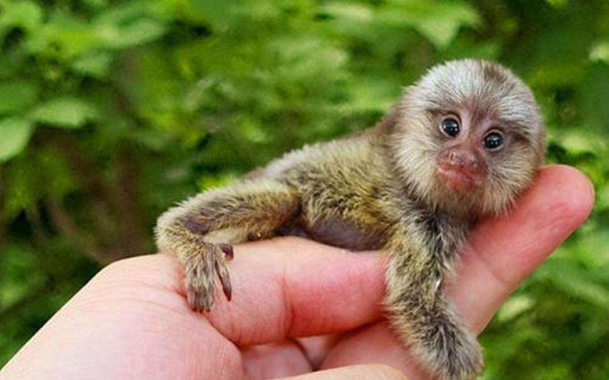 世界上最小动物