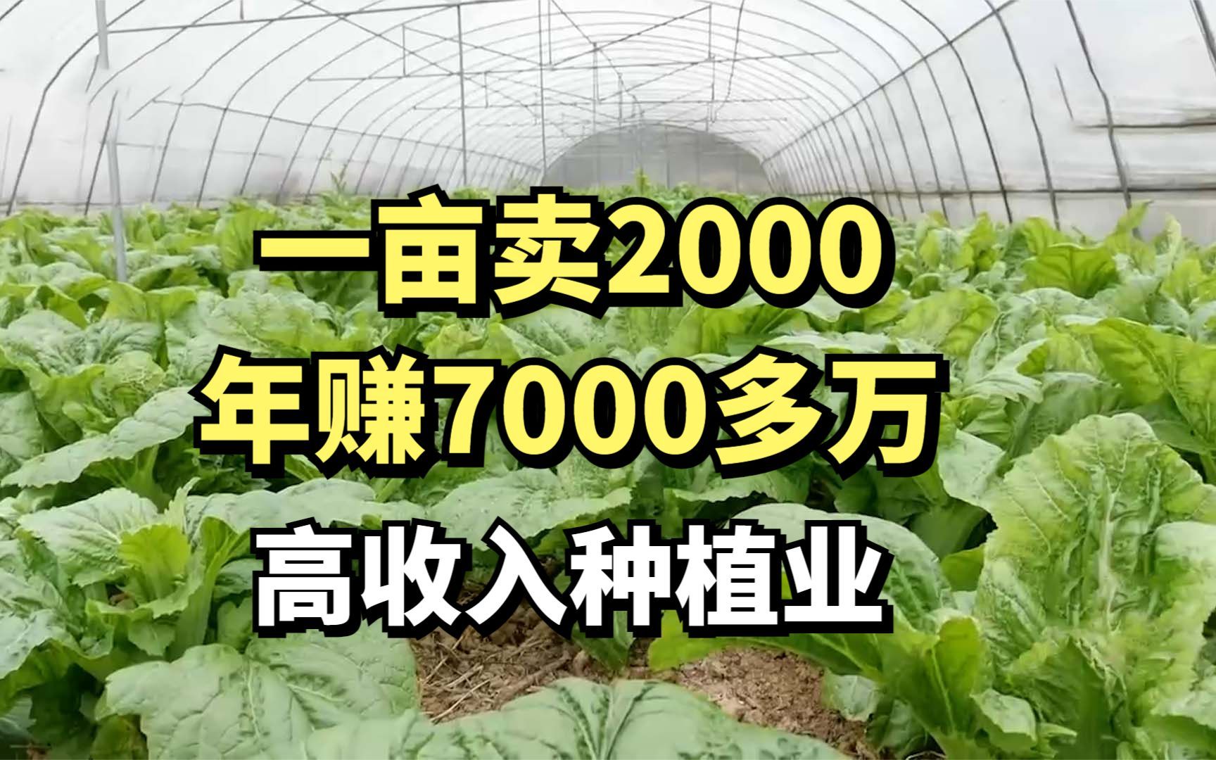 [图]四川媳妇巧卖泡菜，年赚7000多万元，她是怎么做到的？