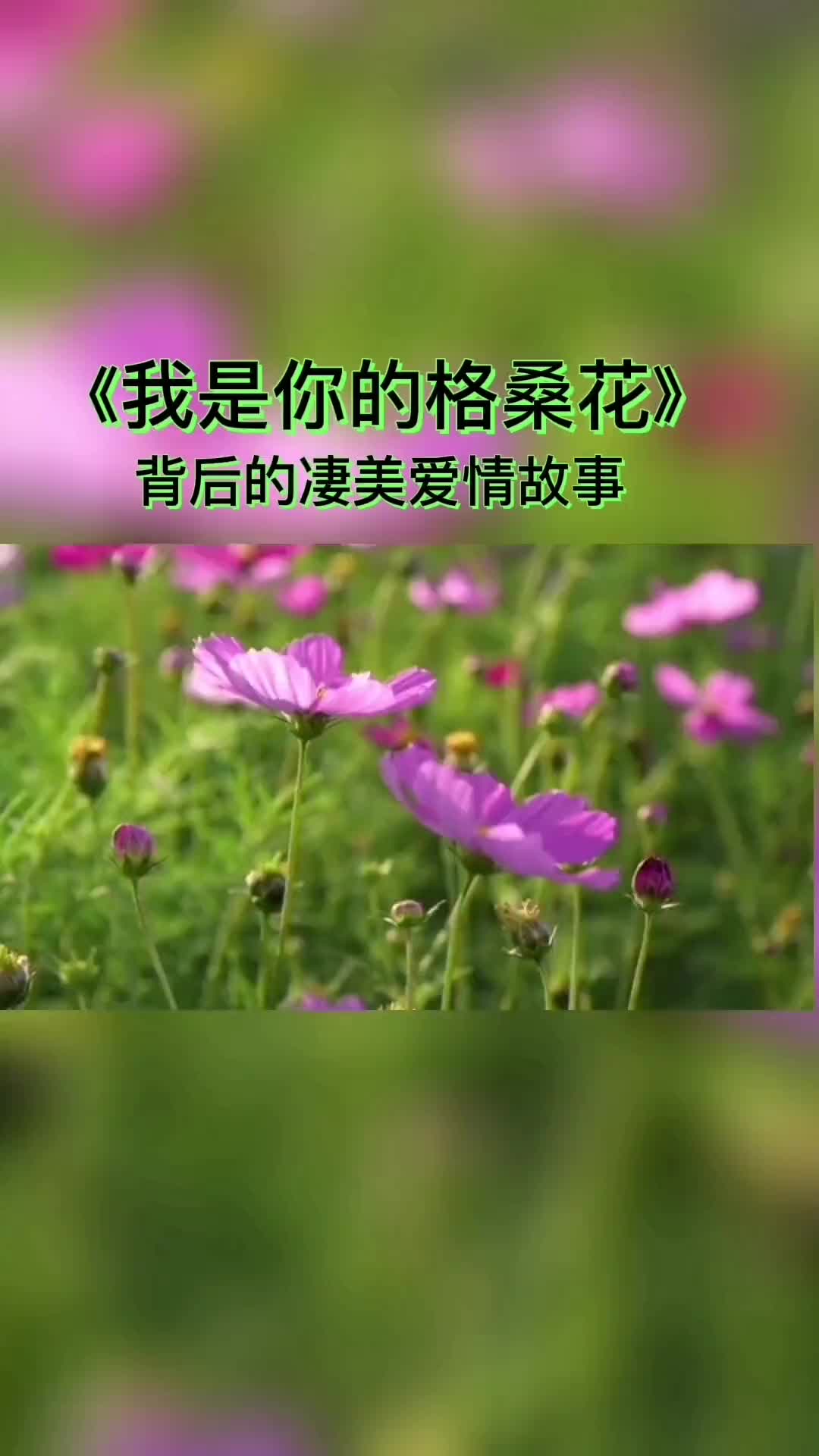 我是你的格桑花背后的凄美爱情故事还没等到高山上的雪融化我就等