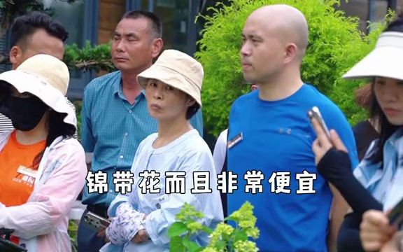 [图]【绿植攻略】花园里面的锦带花你种过哪几种？