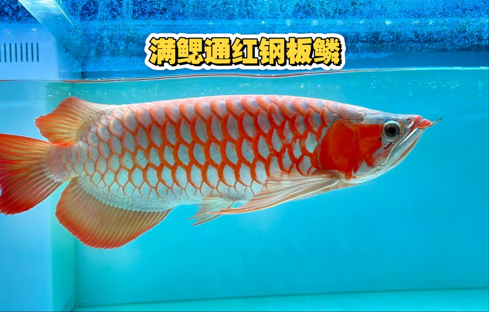 开灯关灯一样很红的红龙个体,能养一条这样的鱼,直接可以毕业了