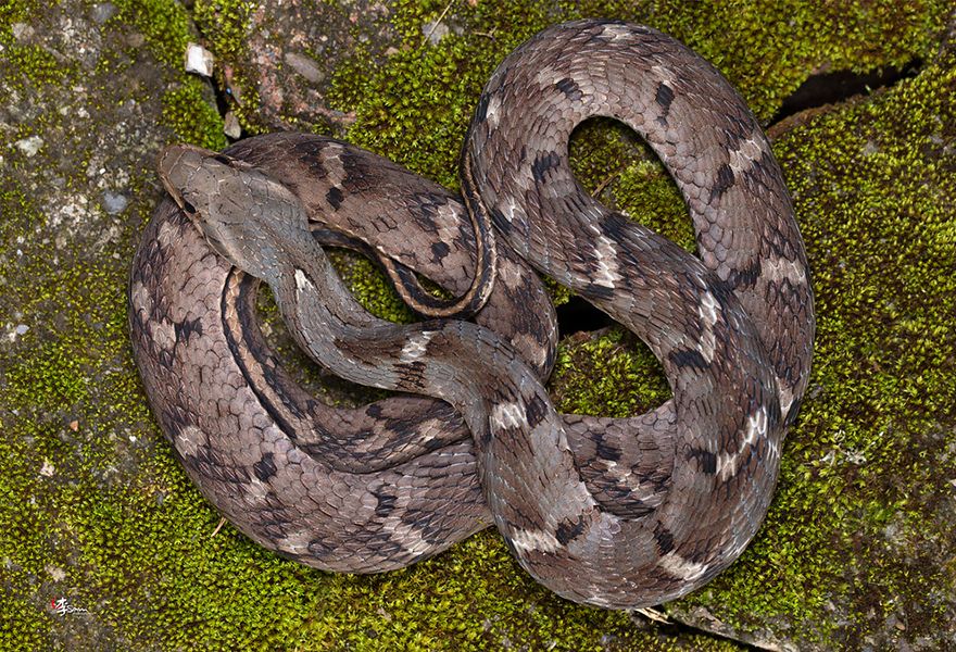 认识纹尾斜鳞蛇