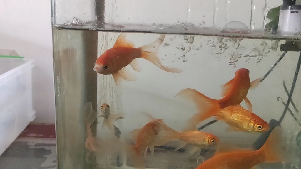 我家有条天生独眼鱼,通过不停的干饭,成为了鱼缸里最肥美的一条