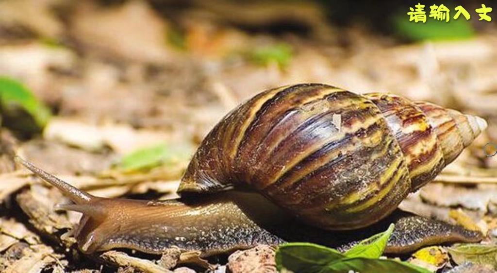 【最大盘点-世界上最大的蜗牛-非洲大蜗牛】