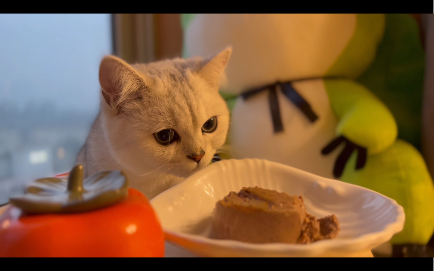 小猫咪吃饭饭也太治愈了吧