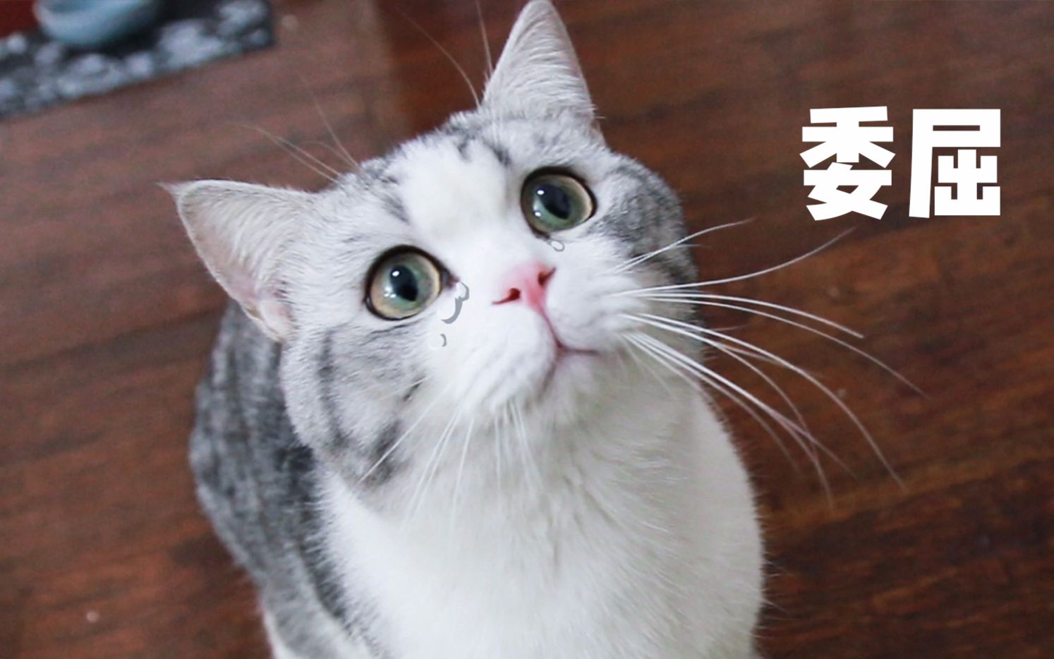 猫咪为了抢主人的零食吃对猫弟弟大打出手小猫咪没办法委屈无比花花与