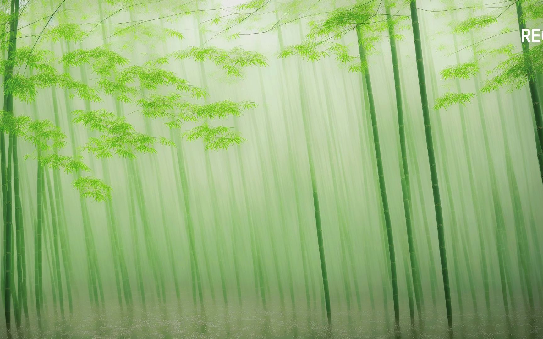 清凉一夏:竹海仙境,如梦如幻!