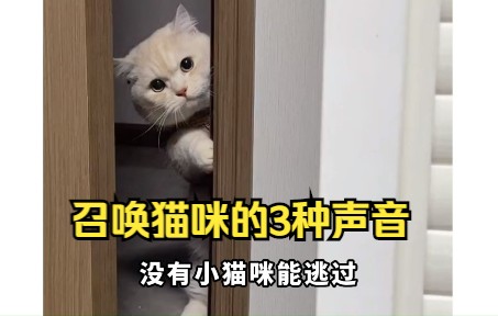 [图]召唤猫咪的三种声音，小猫咪立马出现