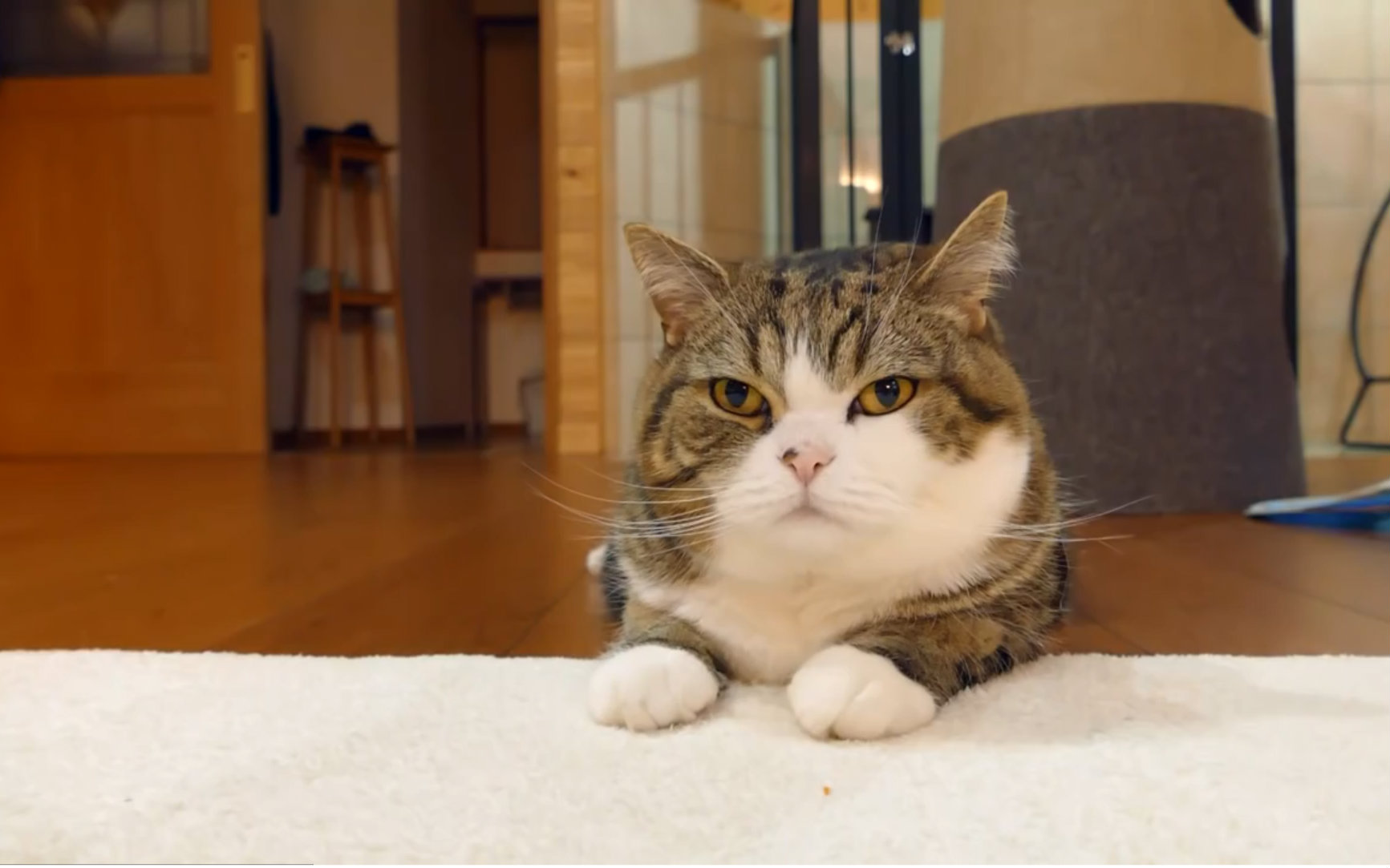 喵星人当然是要呆在盒子里的啊喂!