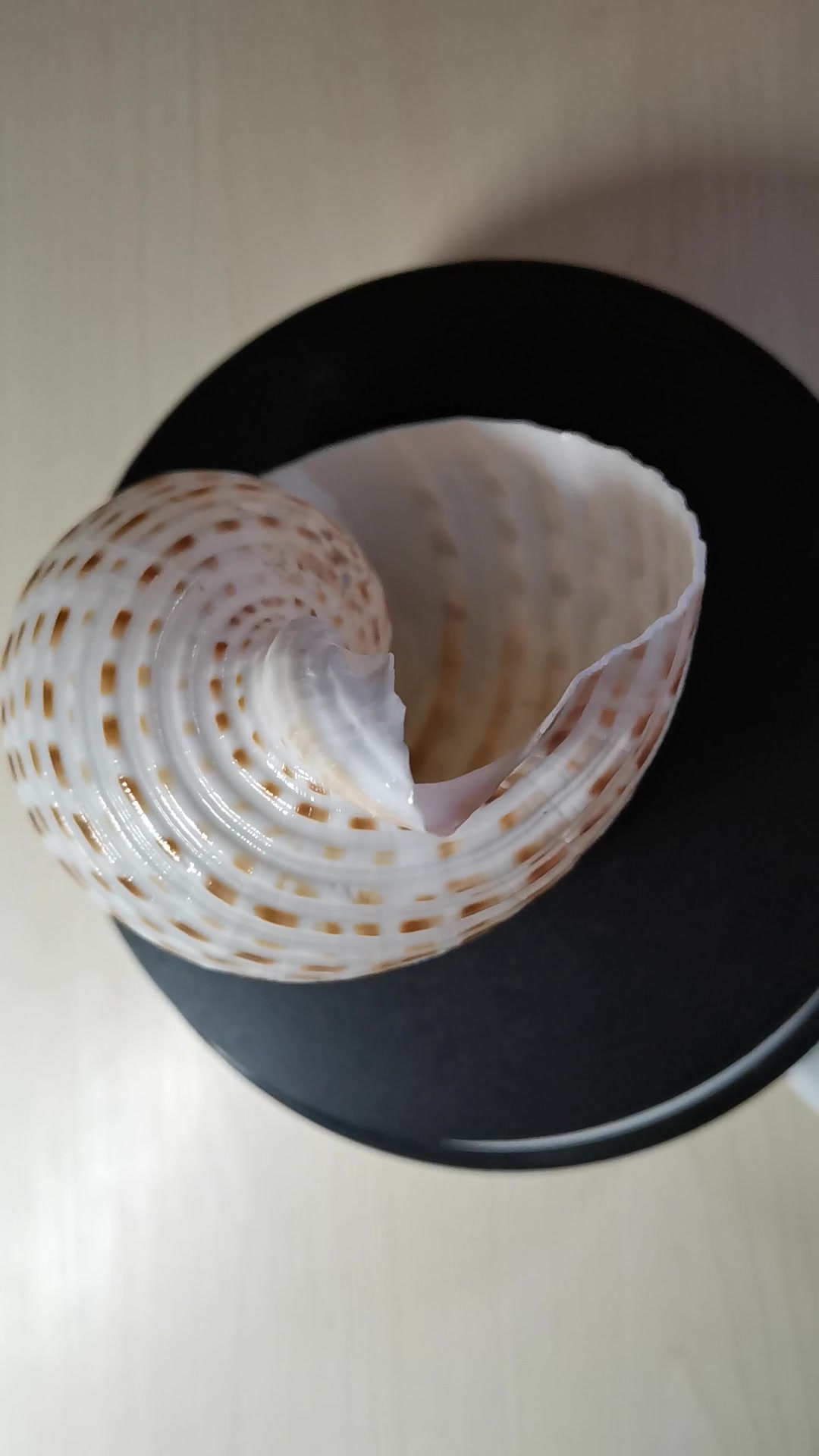 【科普】贝壳海螺收藏:花点琴螺_哔哩哔哩 (゜-゜)つロ 干杯~-bili