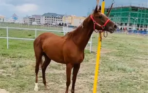 Télécharger la video: 金山勇士流淌着大树快车，草上飞的血液，正在备战5公里比赛，目前两战5公里全胜