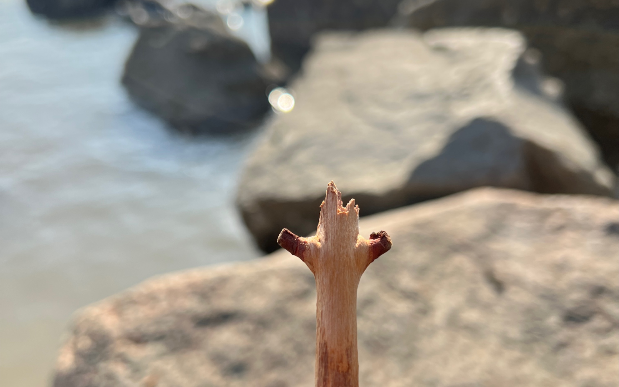 一根树枝,人类逃避压力时的无意义行为记录.