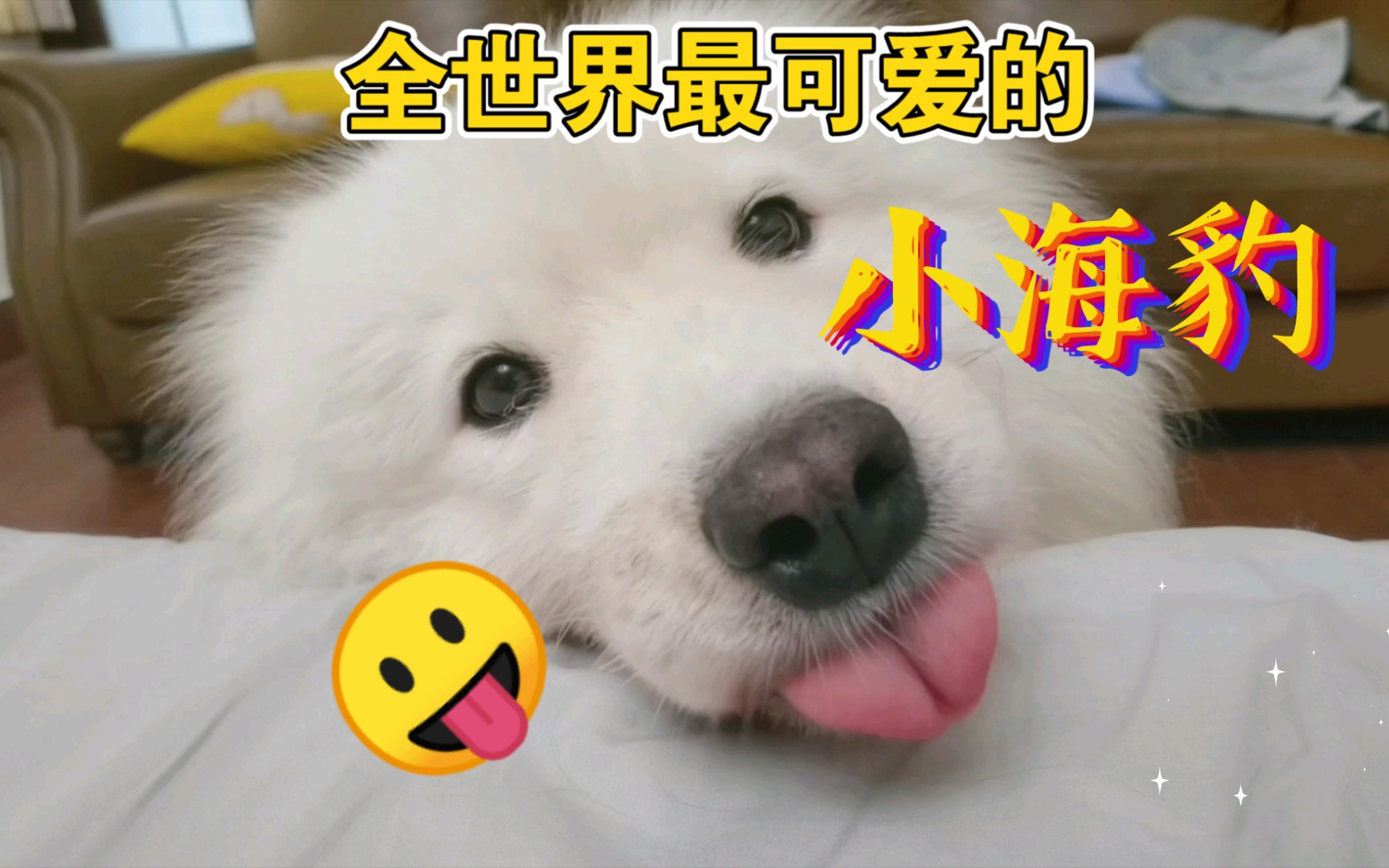 小海豹的表情包吖.哔哩哔哩bilibili