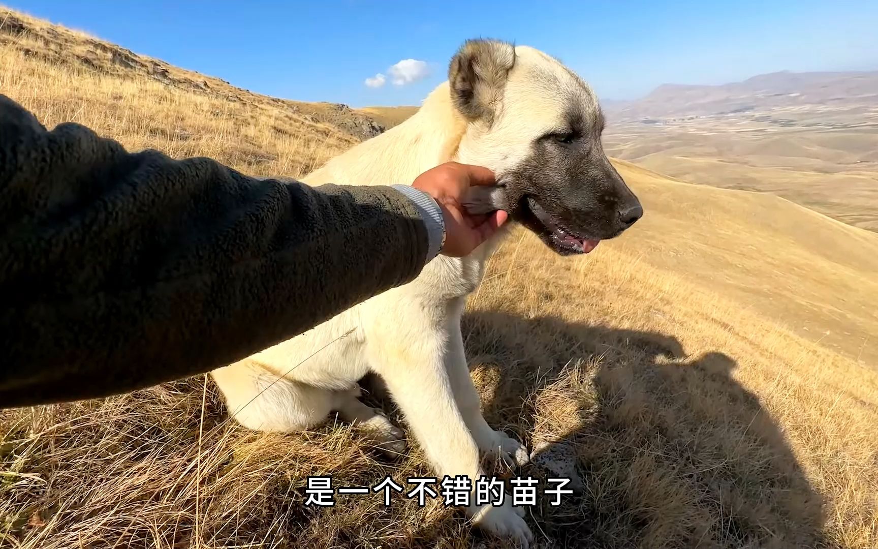 [图]坎高犬小小年纪不学好，竟学狼叫，把主人吓得还以为是狼来了！