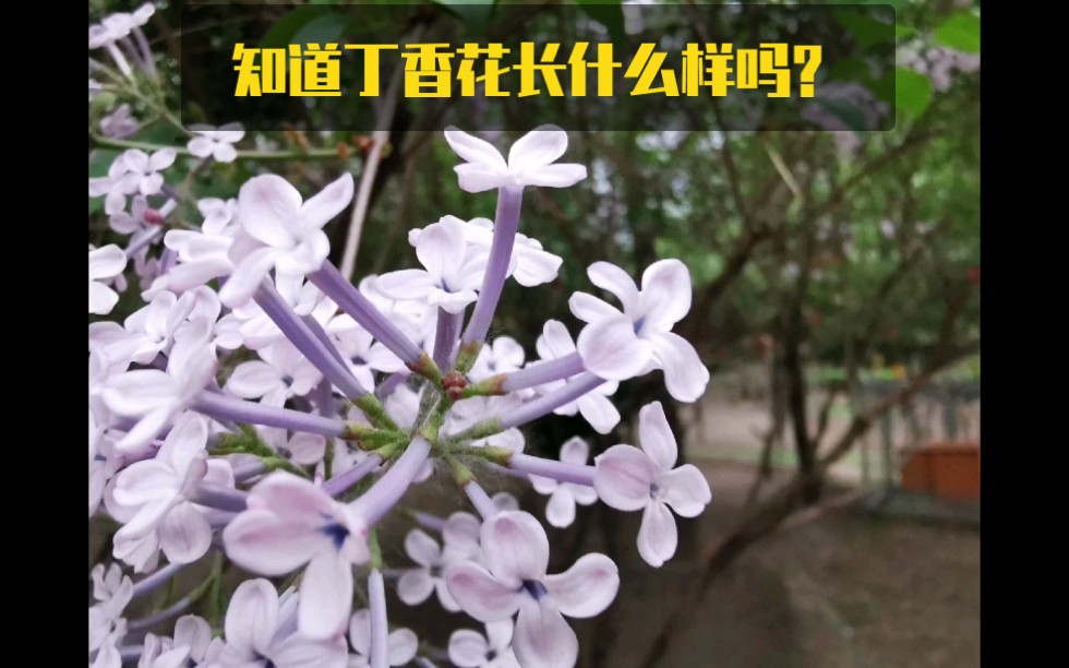 [图]知道丁香花长什么样吗？