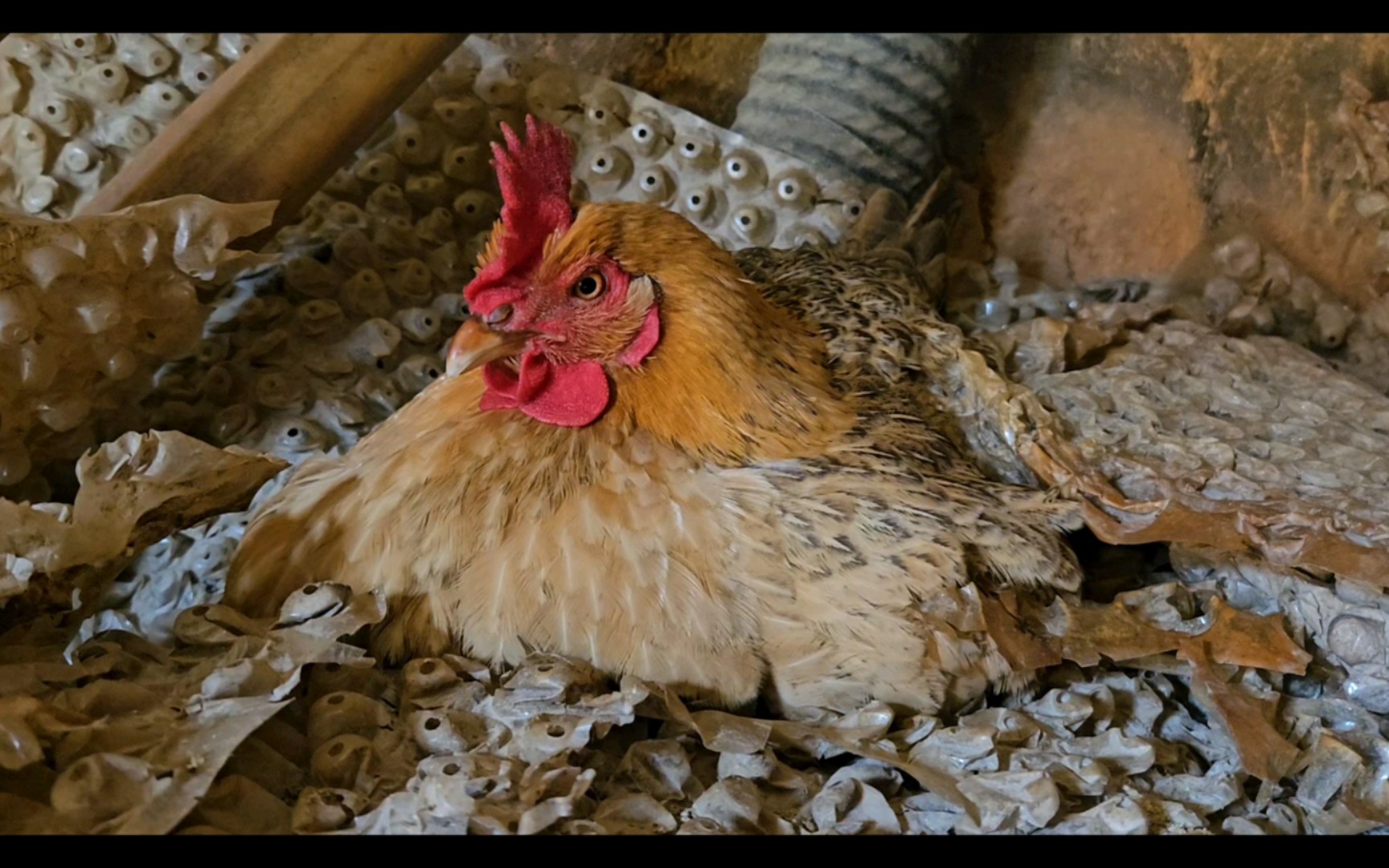 准备生蛋的小麻鸡一动不动