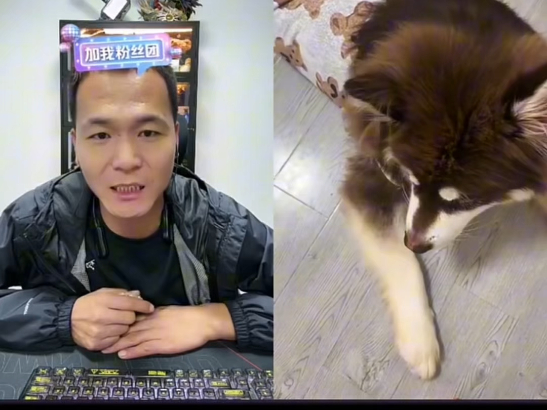 潘宏训狗名场面-潘宏爱找狗-潘宏爱找狗-哔哩哔哩视频
