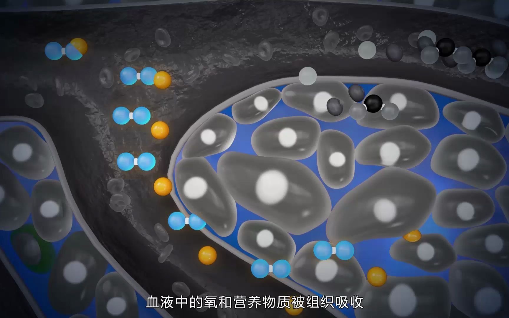 [图]医维度3D人体解剖人体九大系统之脉管系统