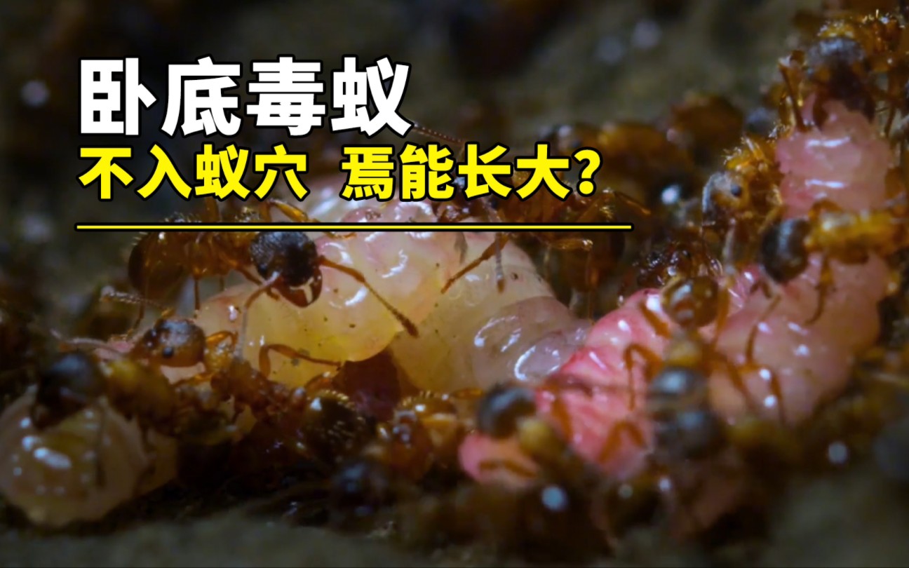 毛虫卧底毒蚁：不入蚁穴，焉得成长？！