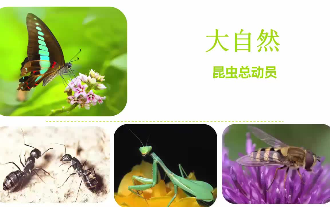 [图]昆虫秘事 (The Secrets Of Insect)