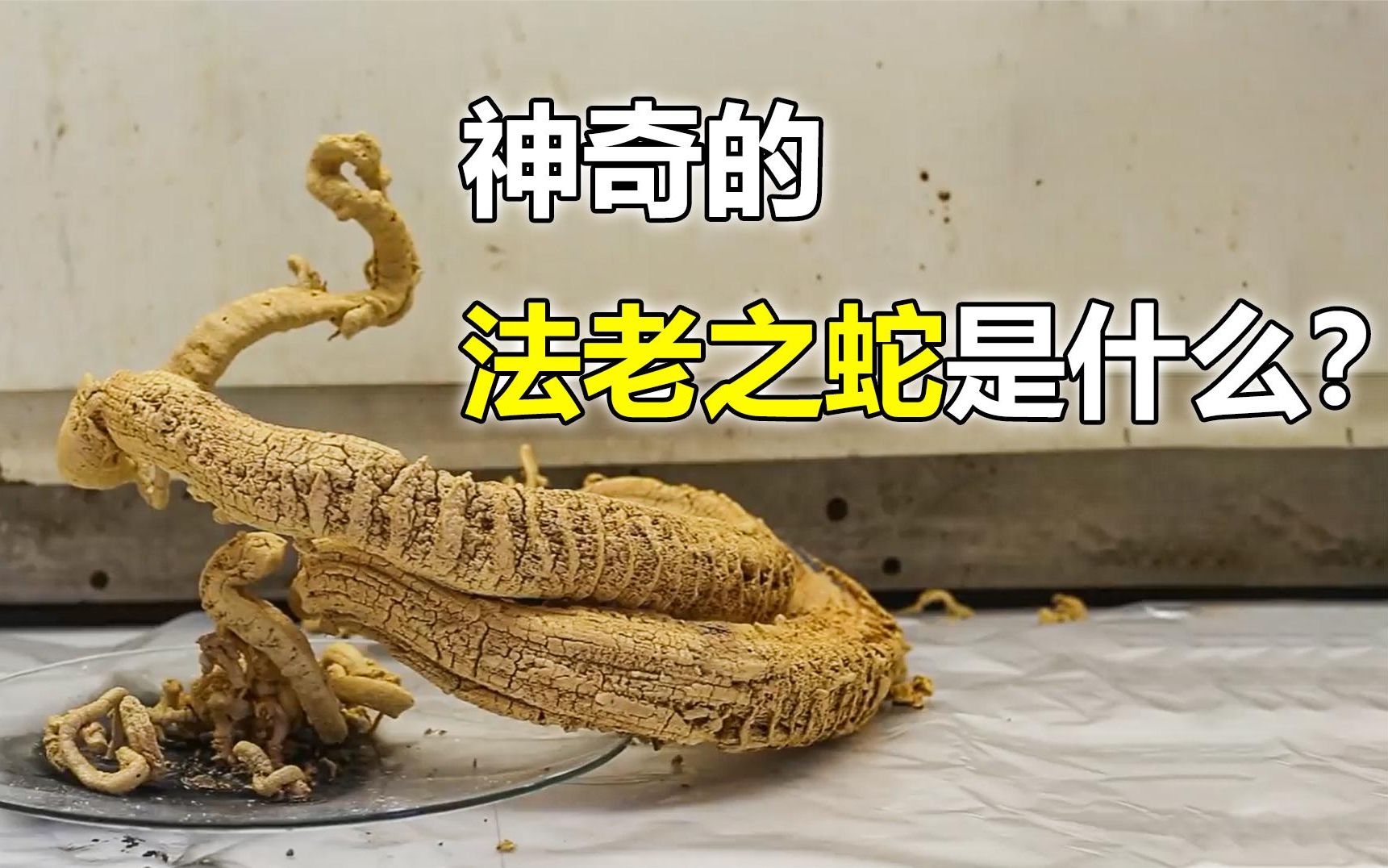 昆达里尼之蛇图片图片