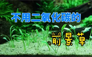 前景草 搜索结果 哔哩哔哩 Bilibili