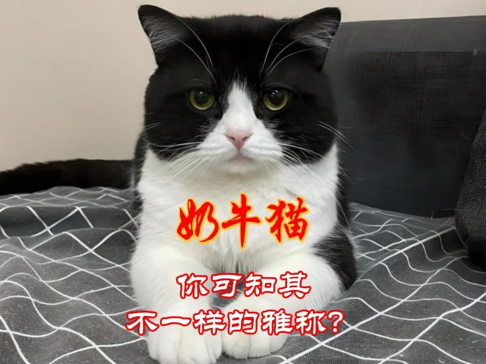 神经质的奶牛猫,你可知其雅称?哔哩哔哩bilibili