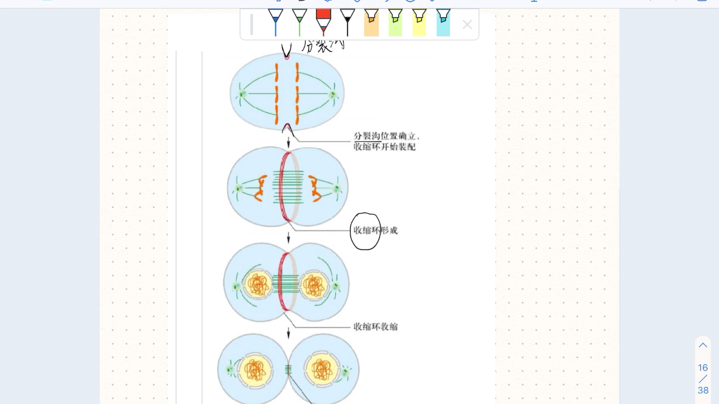 胞质分裂哔哩哔哩bilibili