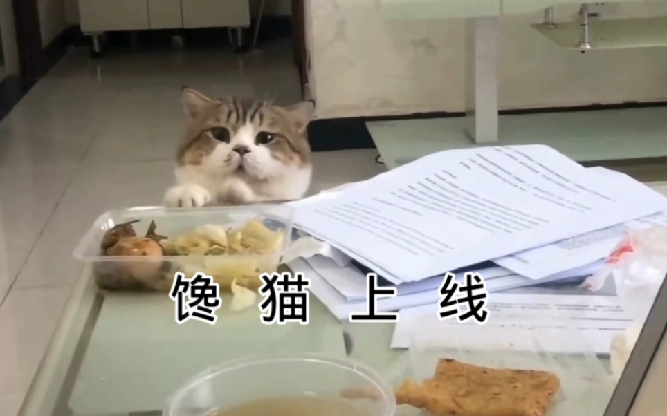 [图]猫:我那不争气的口水都快流出来啦！