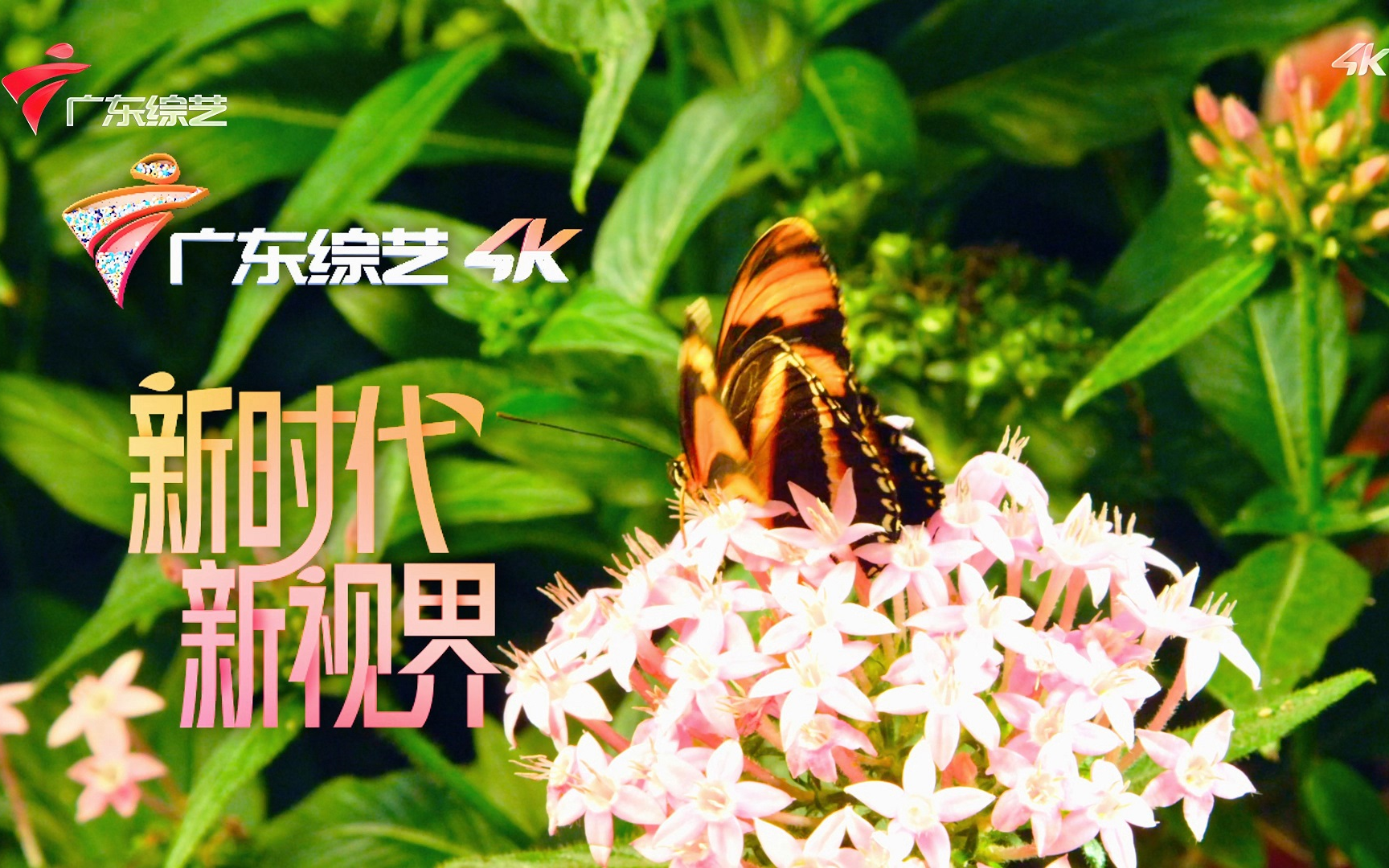 grt4k50hzhdr广东综艺频道ident2022425