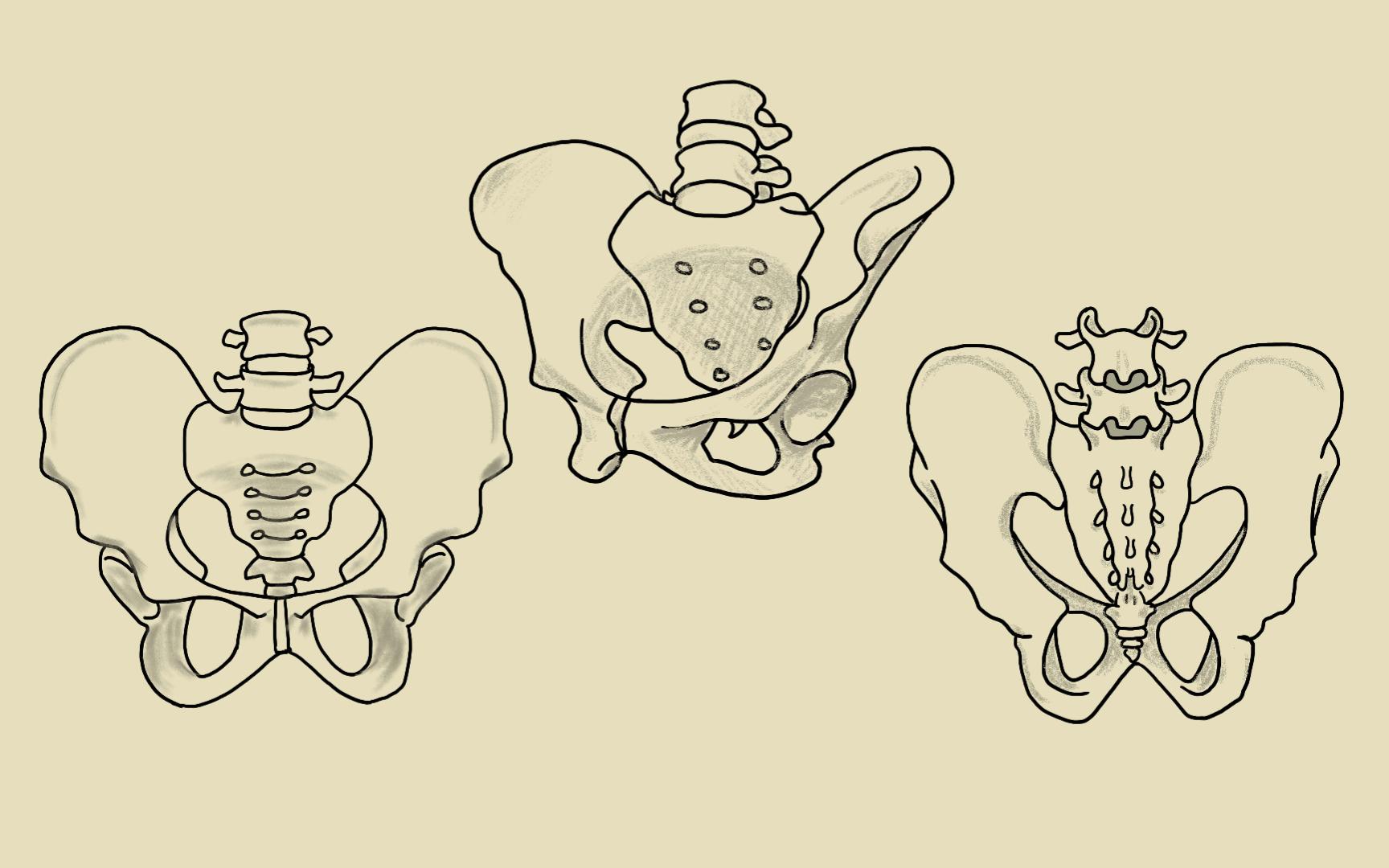 骨盆图片结构图简笔画图片
