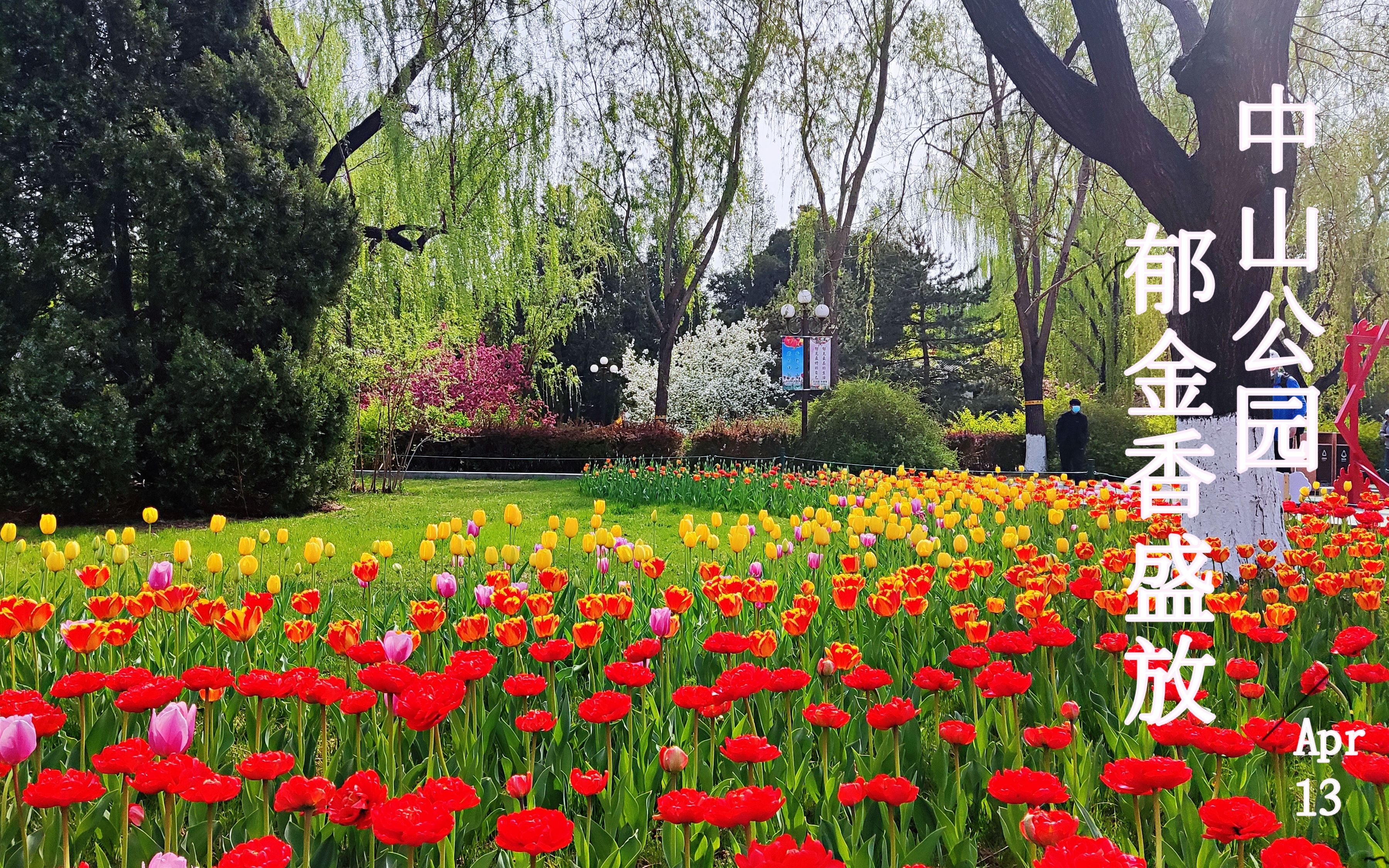 北京中山公园春天图片
