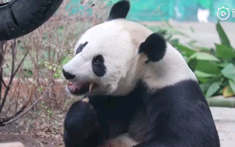 大熊猫浦浦大甜筒好吃的眯上眼睛