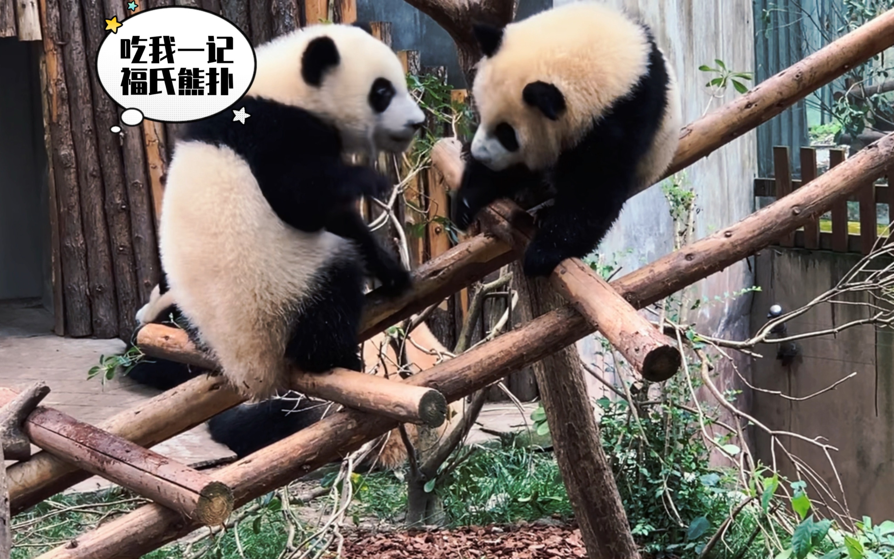 【大熊猫福多多】日常操练,备战宝新,配上祖传bgm,化身战神