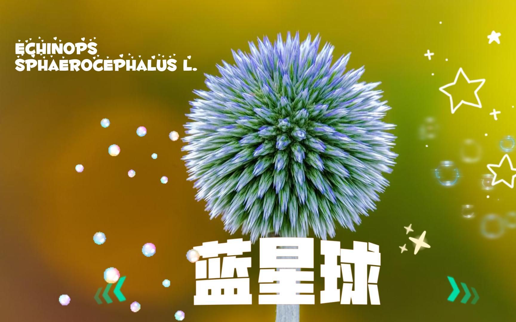 8月会开的花花(1):给你我的一整个蓝星球哔哩哔哩bilibili