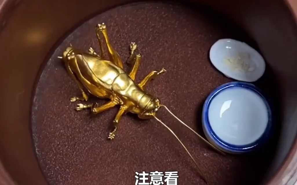大孙子火烧爷爷的黄金蟋蟀,结果真的是纯金打造,只能连夜跑路