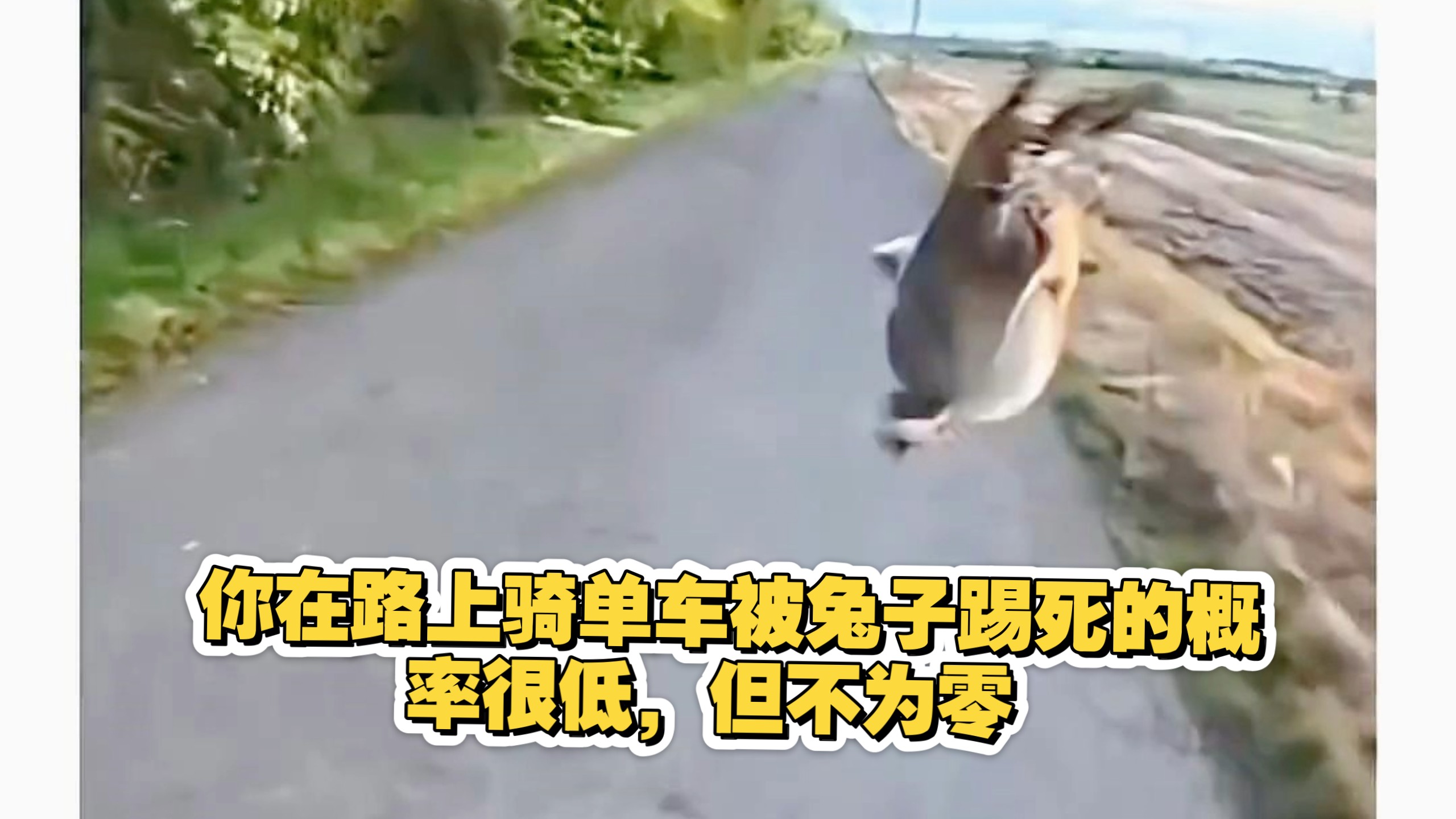 你在路上骑单车被兔子踢死的概率很低，但不为零 #意外 #兔子 #蓄意谋杀
